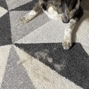 Petglide-Handschuh